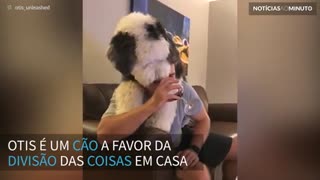 Alguém falou em vinho tinto? Não há álcool que escape deste cão!