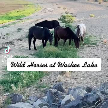 Wild Horses at Washoe Lake
