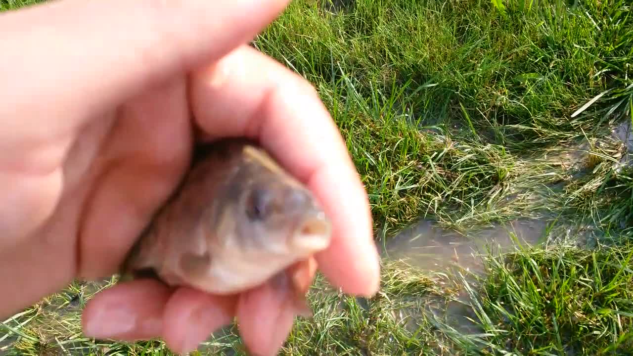 Putting a Fish Back After Flooding