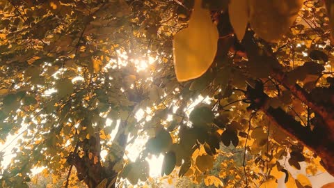 The morning sun is so charming and dazzling
