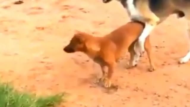 Funny videos😂Mating Street Dogs🐶Funny Animals