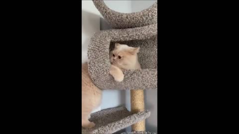 Funny animals - Funny cats / dogs - Funny animal videos 2023