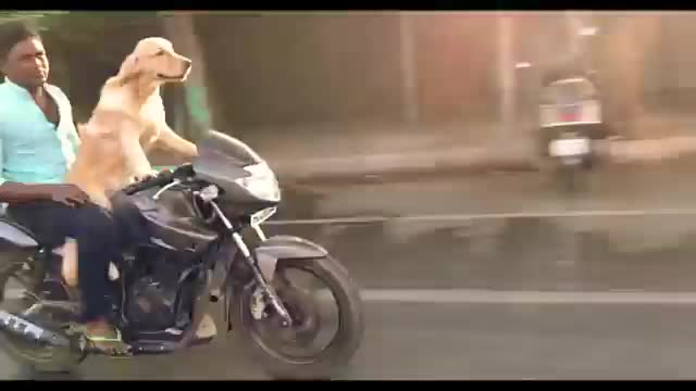 Dog driving a bike