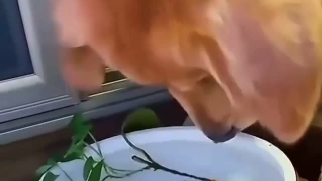 Dog saved fish baby, what is talent ♥️👍