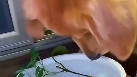 Dog saved fish baby, what is talent ♥️👍