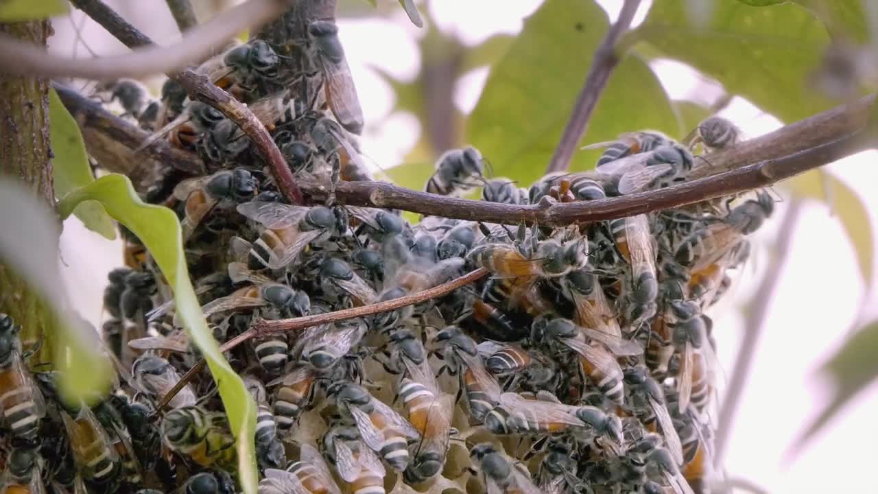 Close Shot of a Bee Colony in a Tree