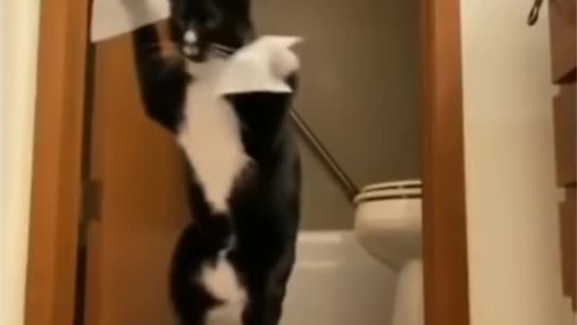 sticker pasted on cat's feet