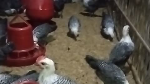 Egypt fhawmi chicken