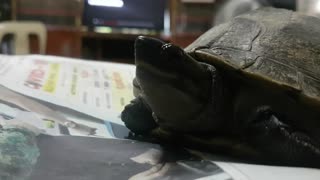 The Timid Tortoise - A Timelapse Video