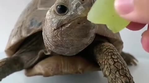 BABY TURLE LIKES GRAPES