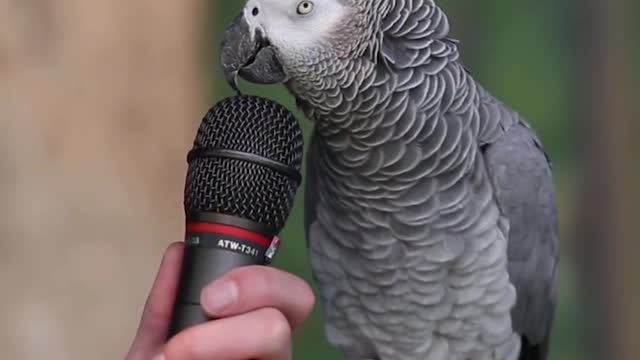 This little parrot can do over 30 animal sounds