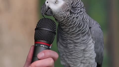 This little parrot can do over 30 animal sounds