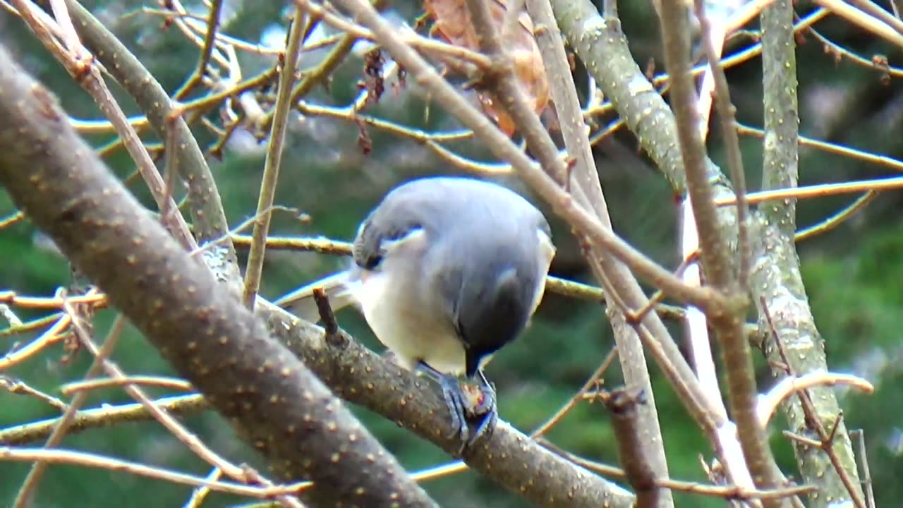 Tufted Titmouse