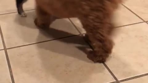 Brown and black dog both pulling on rope