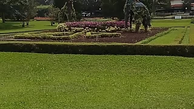 flower garden