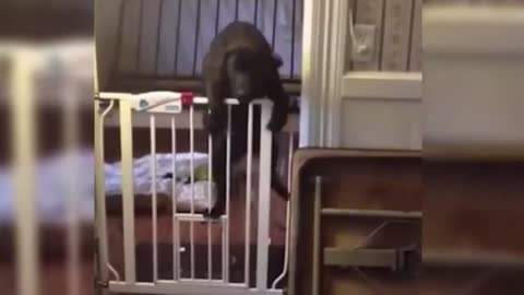 Funny dog tries to jump over the fence and stuck