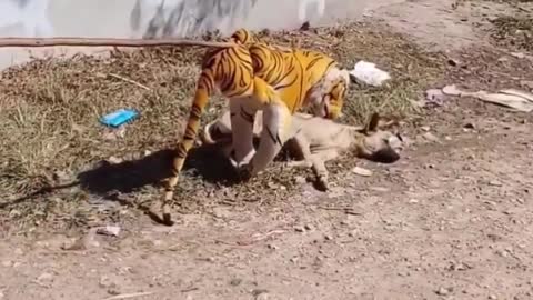 PRANK WITH DOG (DOG Vs TIGER)