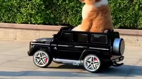 Funny animals
