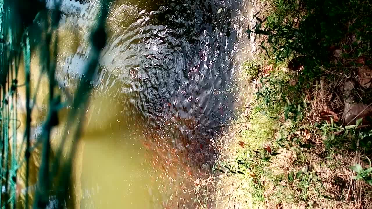 Million of Giant Koi Fish in Mud Tank