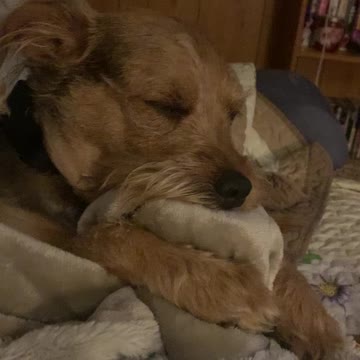 Charlie boy is sleepy