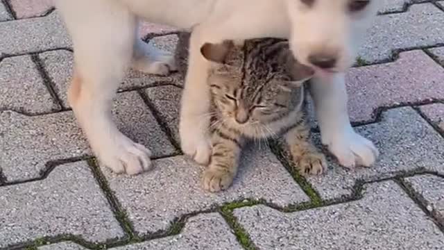 Dog love Cat #puppy# dog # love funny cat and Dog