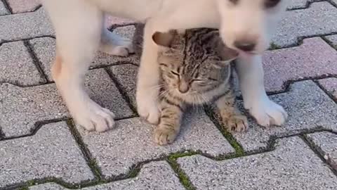 Dog love Cat #puppy# dog # love funny cat and Dog