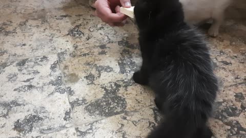 Black Jhoney Eats Prezidon Cheese From Owner Hand