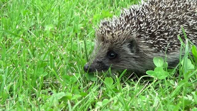 Cute Hedgehog Videos Compilation 2021 I Hedgehog Video I Wildlife Video I Cute Animals