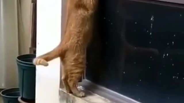 The cat meets his girlfriend from the window