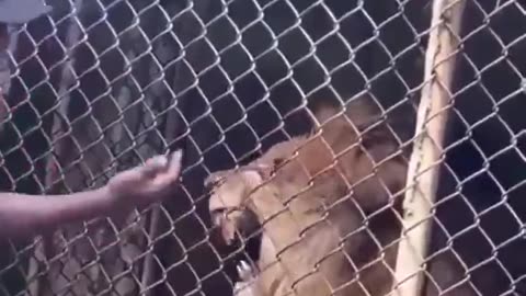 Don't mess with the Lion!!!