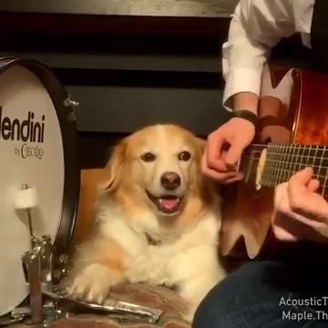 Dog play bass drum