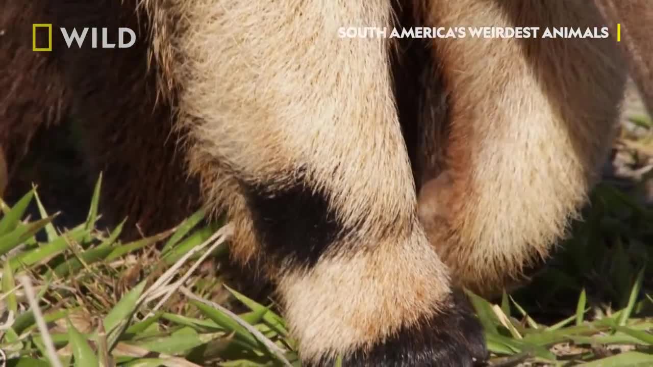 Giant Anteater vs Termites | South America's Weirdest Animals | National Geographic Wild UK