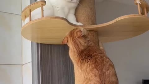 Cute Cat Counter.Watch Till End & Enjoy.