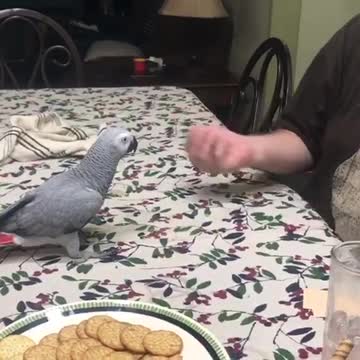 Game night with Greyson the Grey