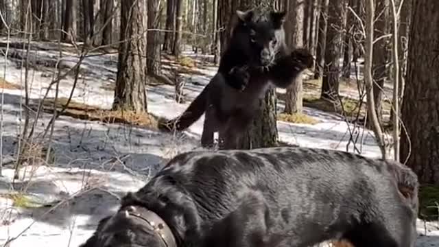 funny videos with dogs, cats