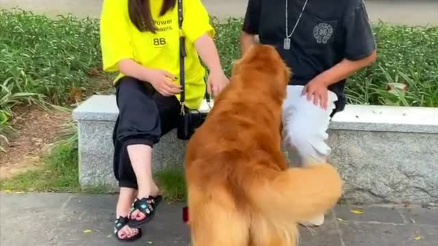 Happy Labrador