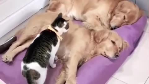 Cute and Funny Cat vs Dogs Videos Compilation