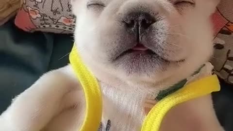 Cute puppy sleeping | cute puppy | cute animal | #shorts