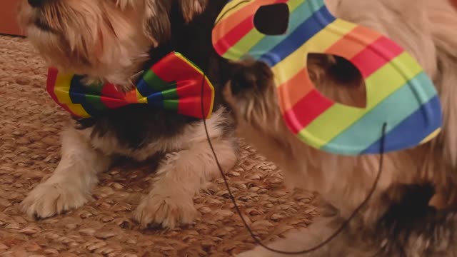 Dogs Wearing Masks