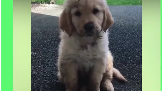 VERY innocent puppy || Cute puppy playing in mud