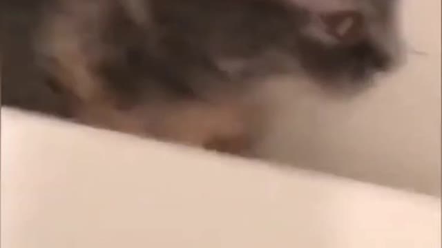 So cute cat😘 !! Cats lover !! Funny cat video