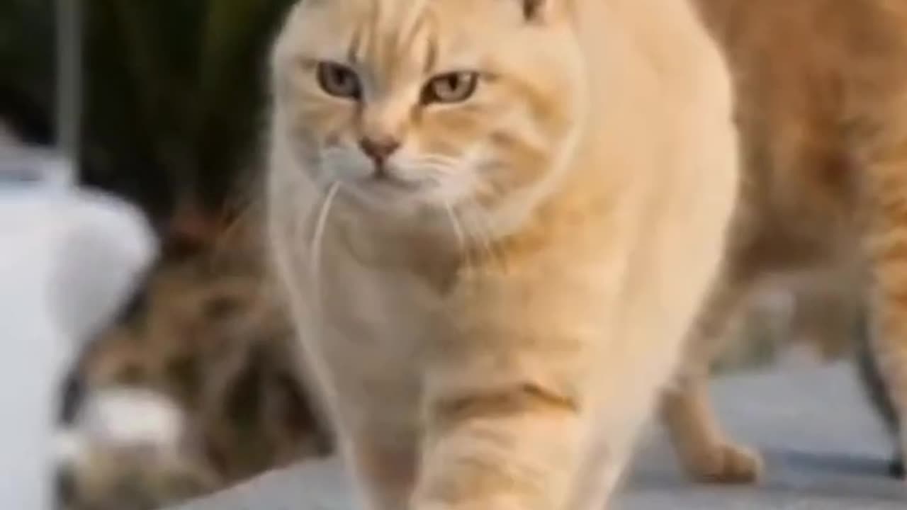 Funny moments animals cats Dogs 😹🐶