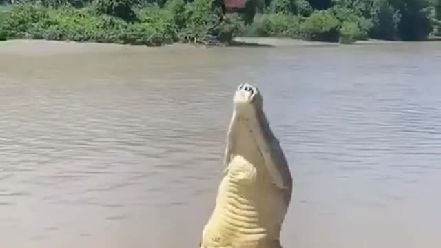 Alligator jumps insanely high