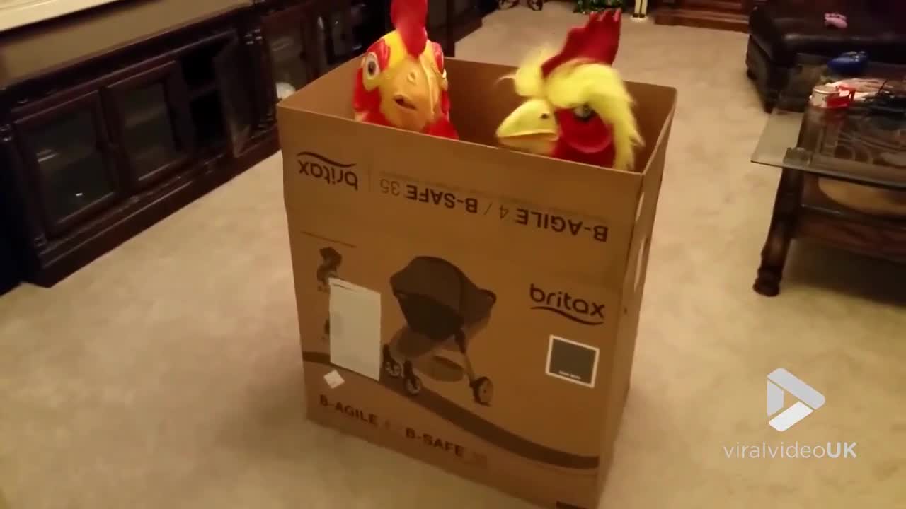 Giant pet roosters