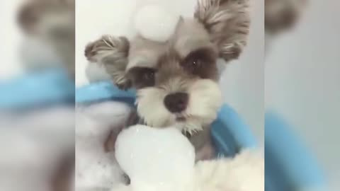 Two dogs take a bath together