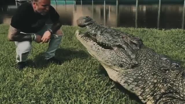 crocodile having fun while eating