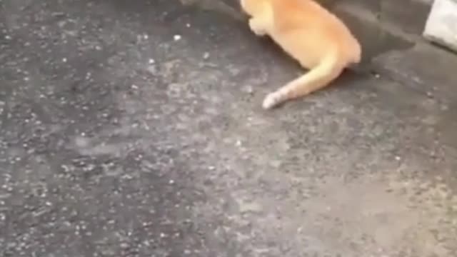 kittens playin, l how beautiful