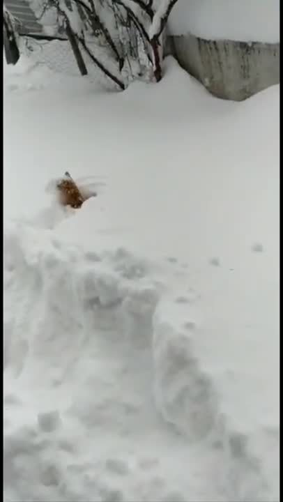 .Cats and dogs _ cats meowing _ cats funny videos #shorts