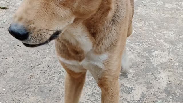 Dog funny video