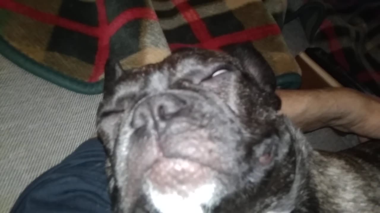 This is how my French bulldog snores